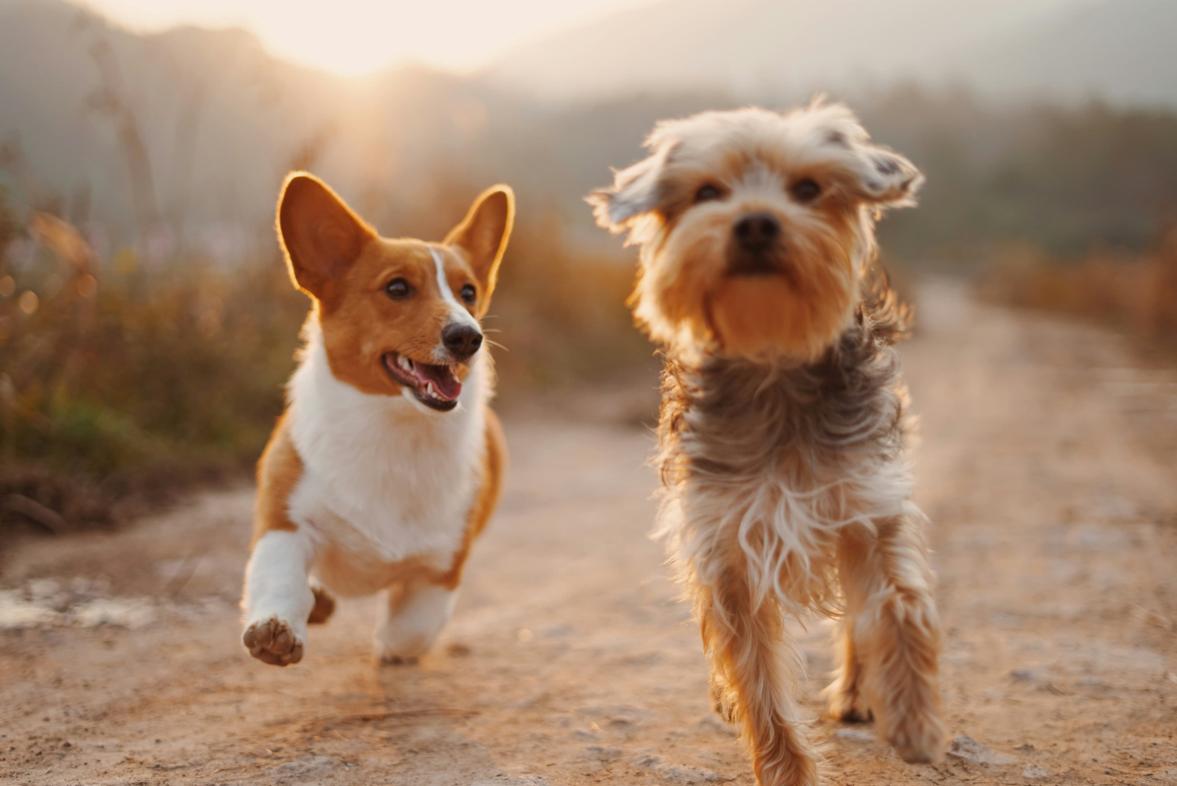 Two happy dogs outside in warm sunlight