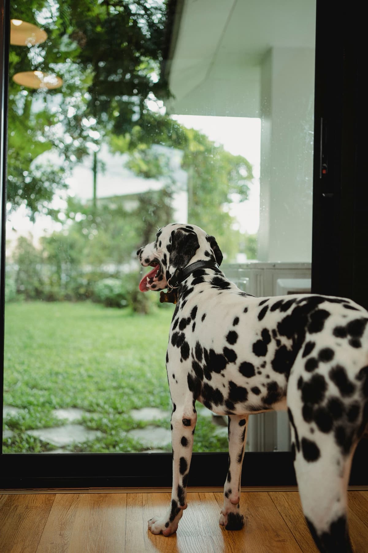 Dalmatian standing inside beside a glass door and looking into the yard