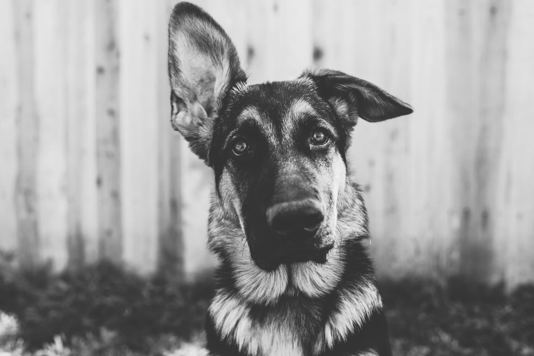Black-and-white portrait of a German shepherd looking toward the camera