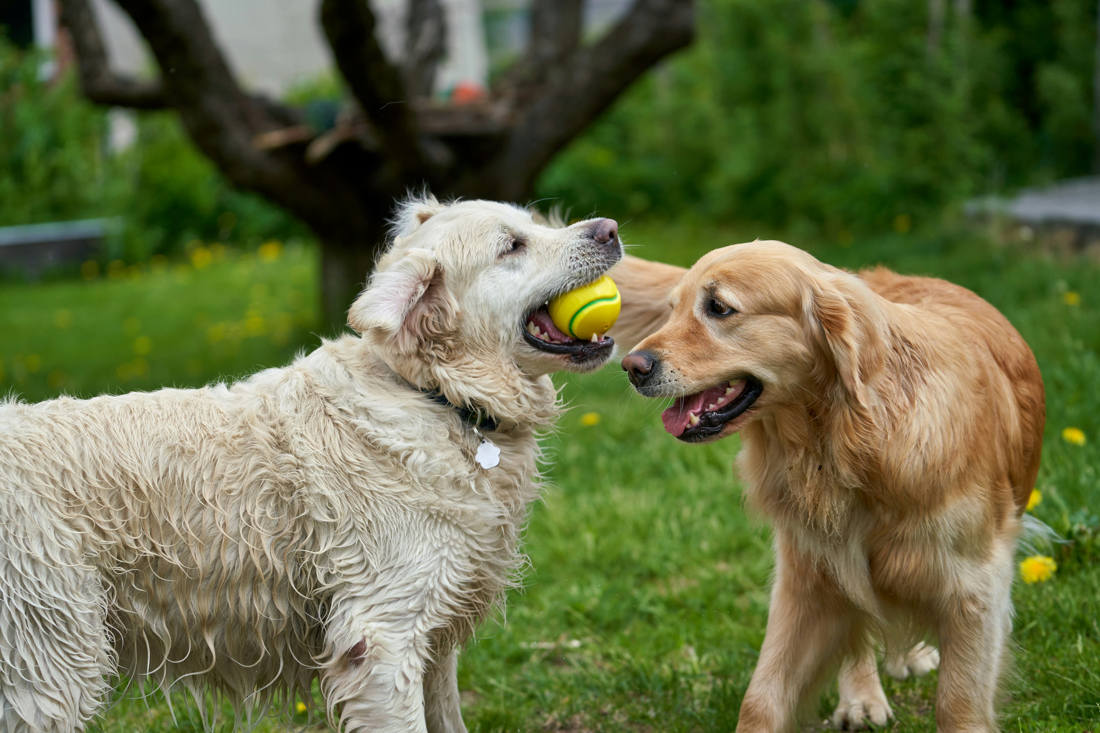 Dogs playing outside in a green yard