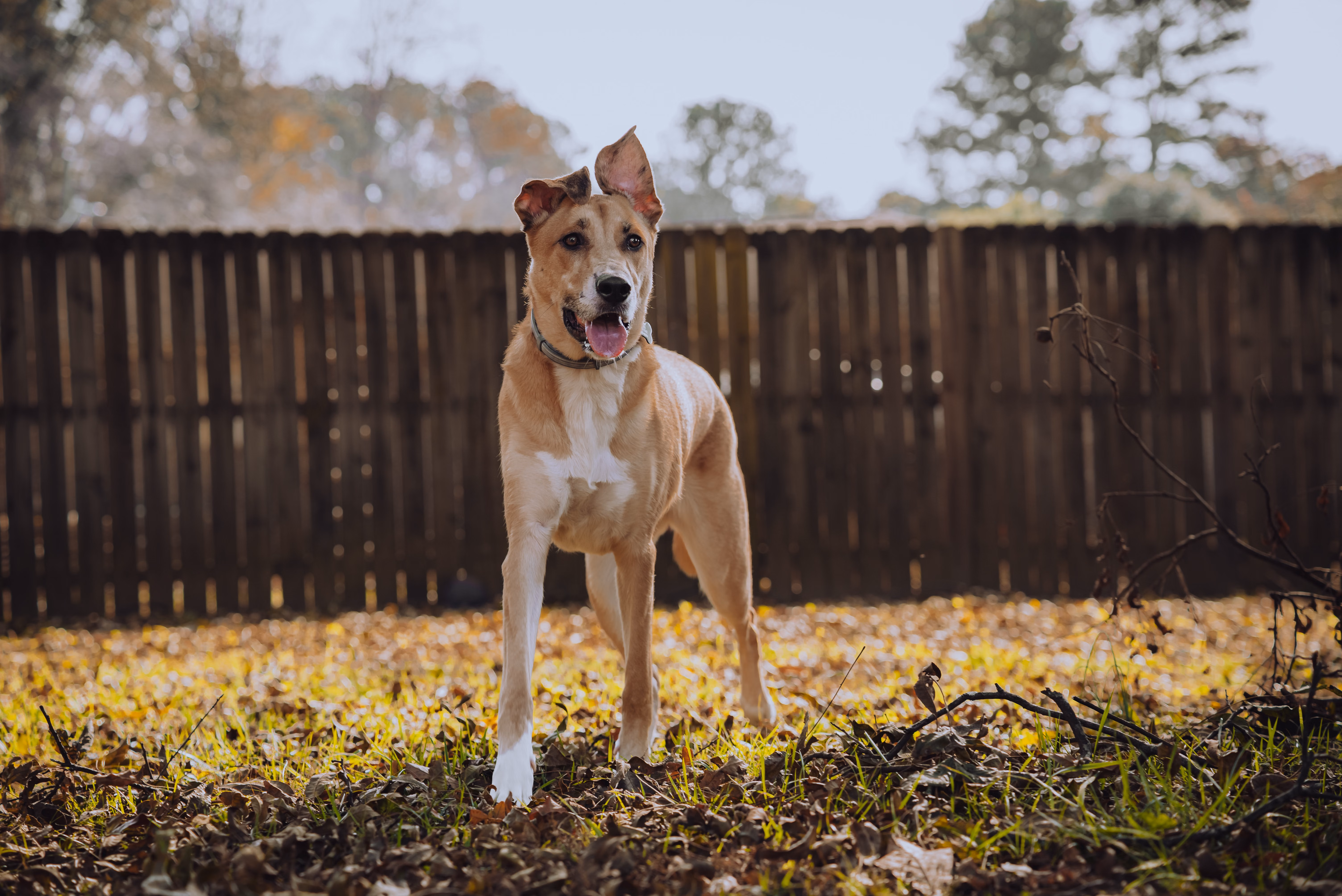 A dog enjoying sunshine outside in a yard