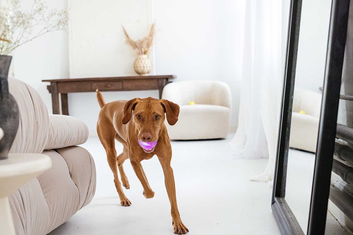 A dog walking through a bright room near a doorway