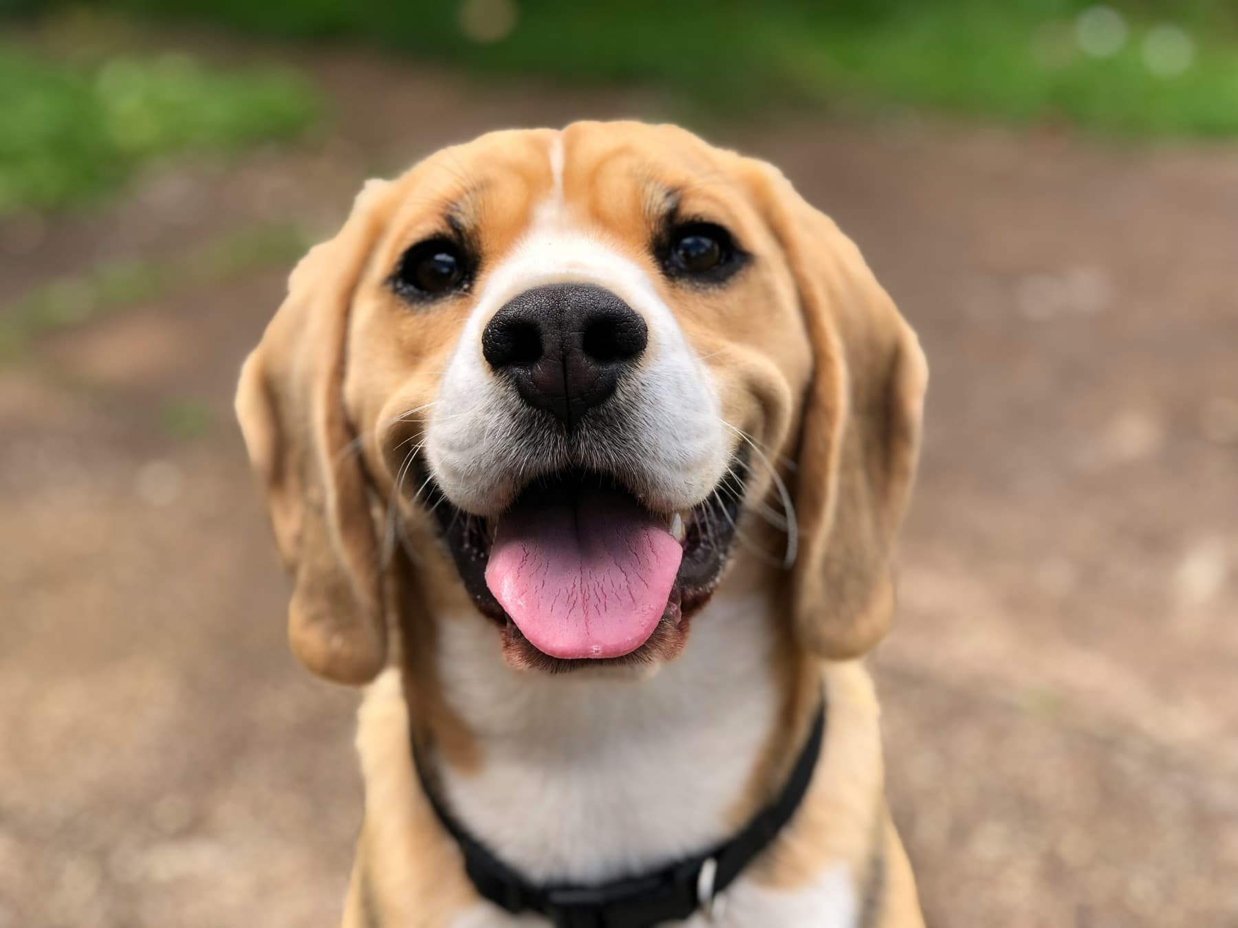 Beagle smiling outdoors