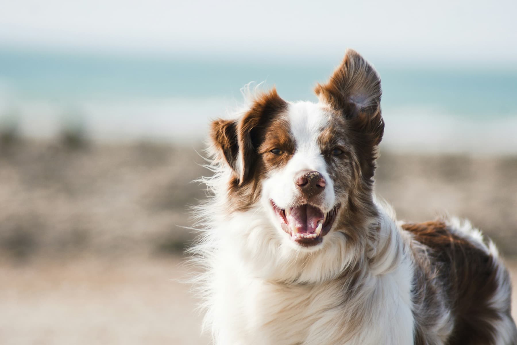 Border collie smiling near the beach