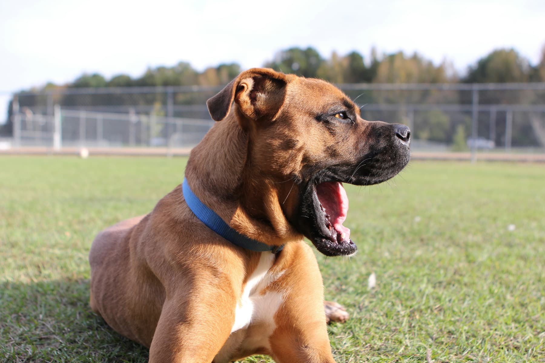 Boxer puppy yawning in a park
