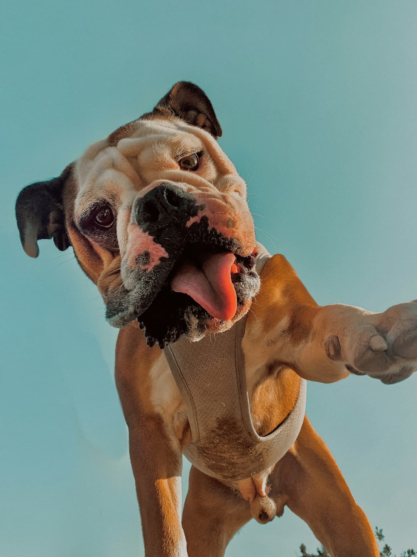 Bulldog looking into the camera under a blue sky