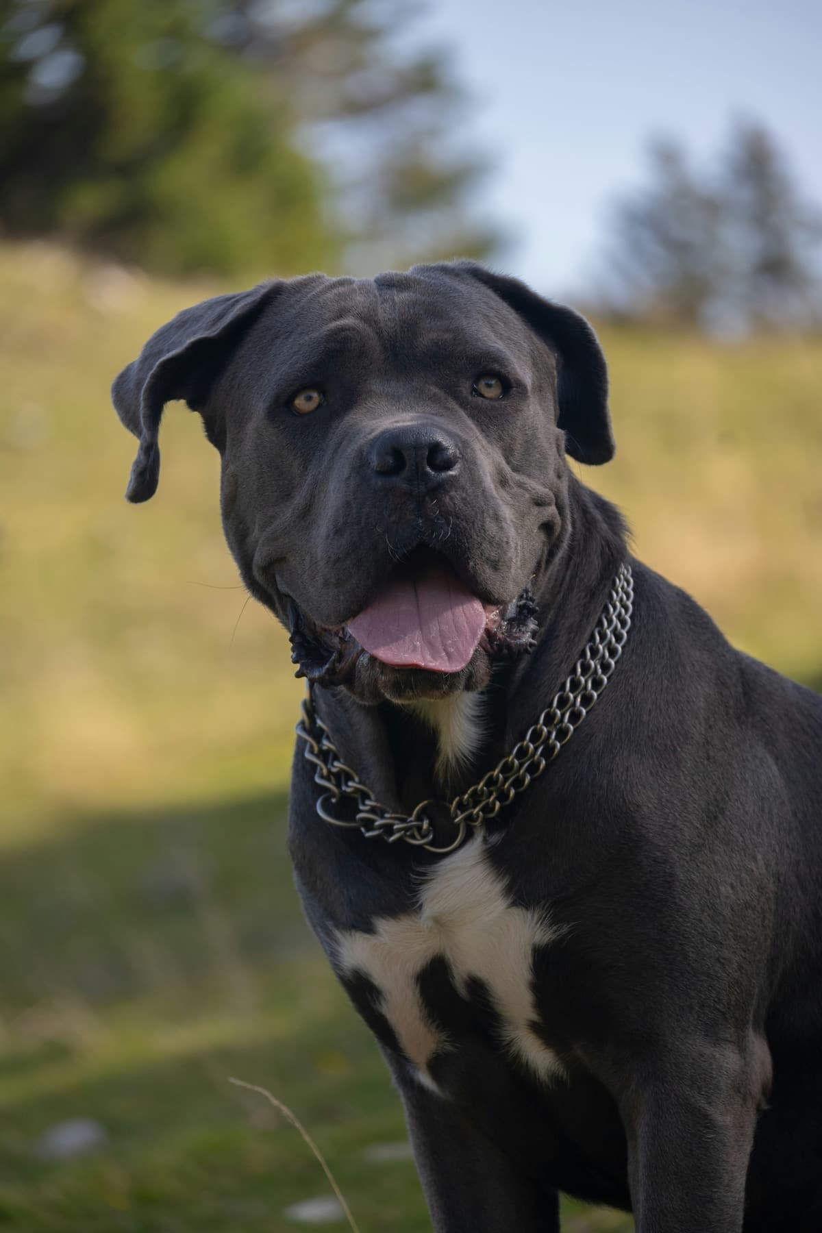 Large gray dog sitting in a field