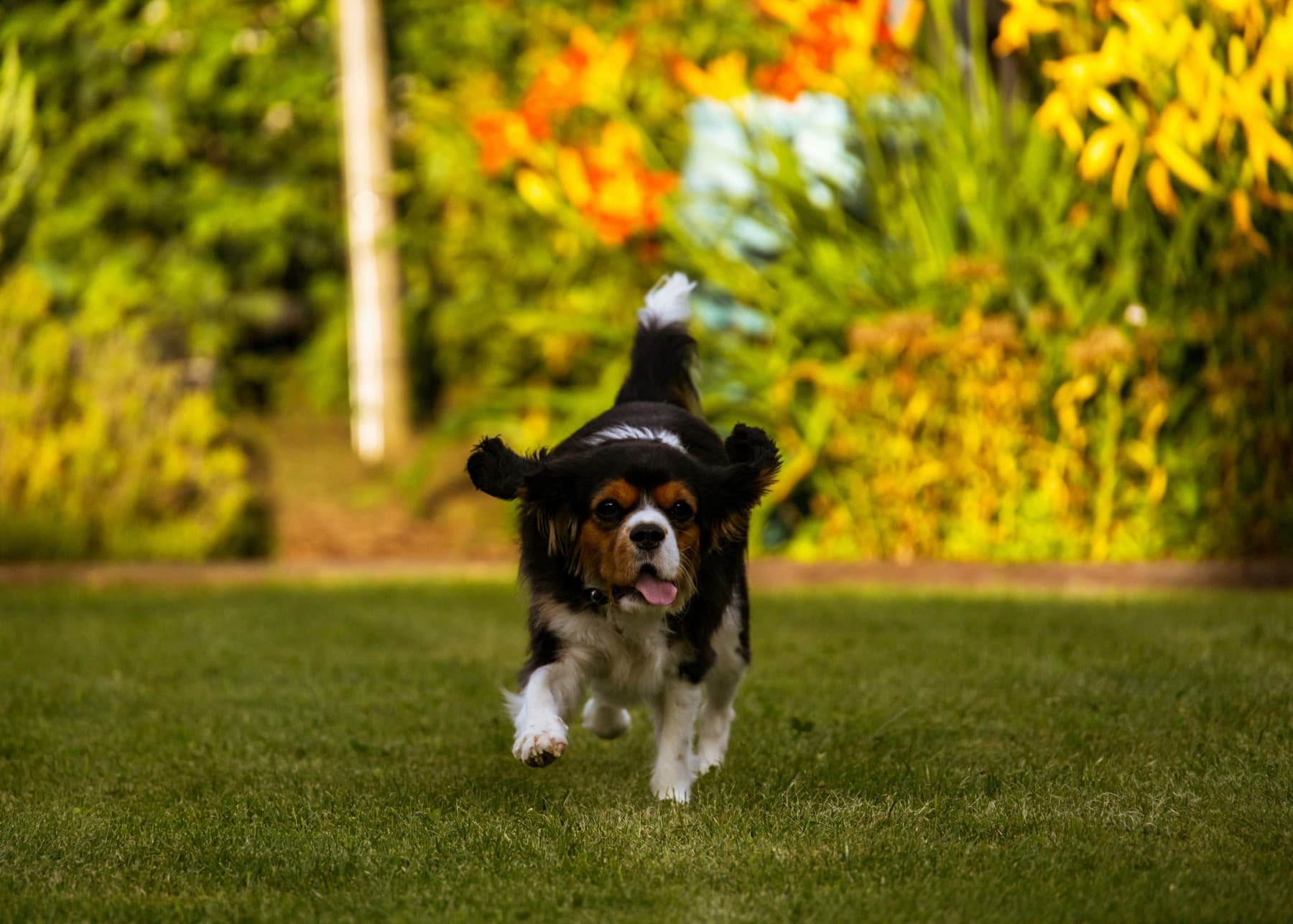 Small spaniel running across a lawn