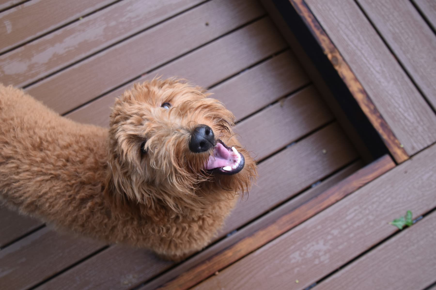 Curly dog smiling on a wood deck
