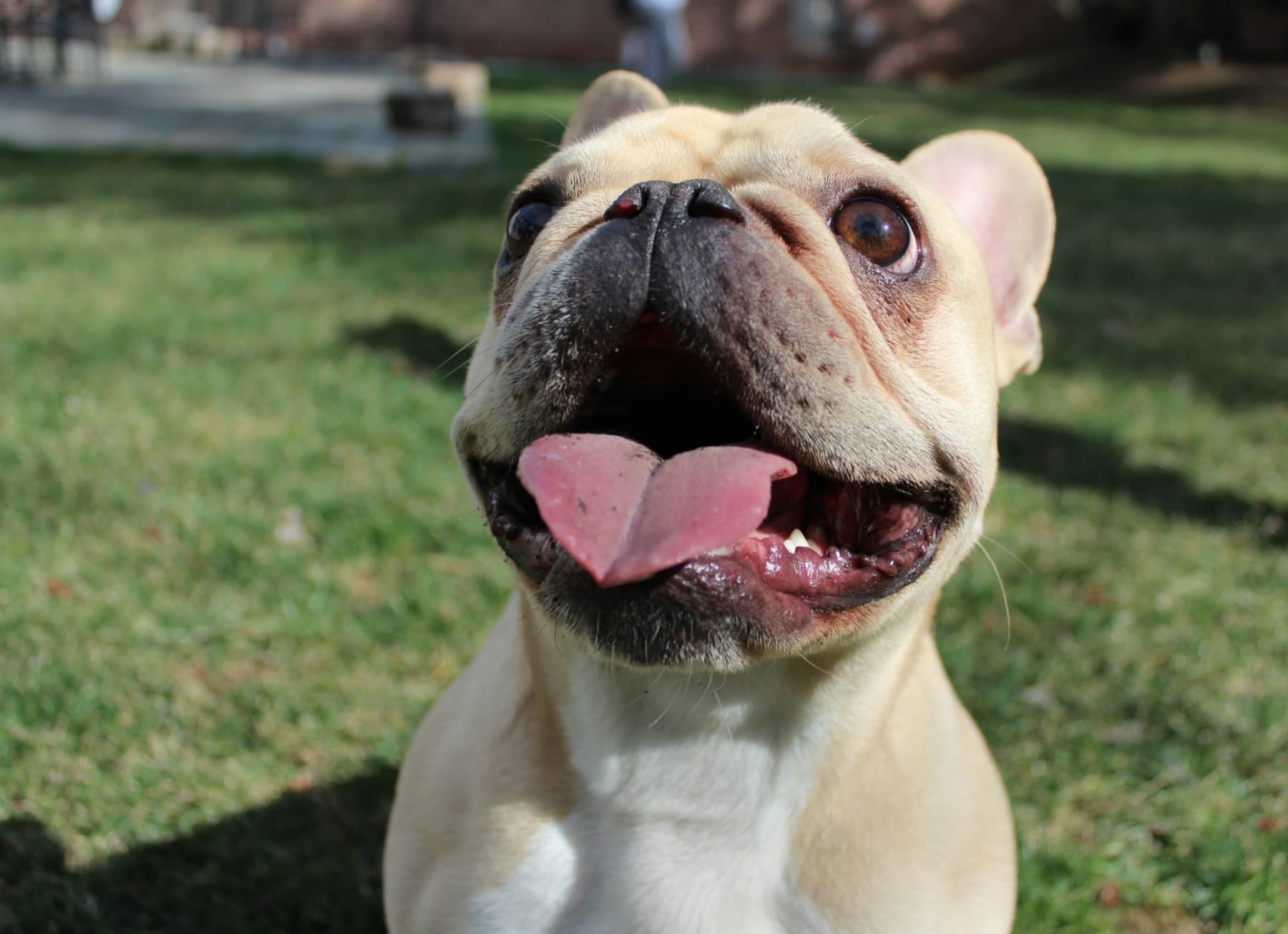 Happy French bulldog in a sunny yard