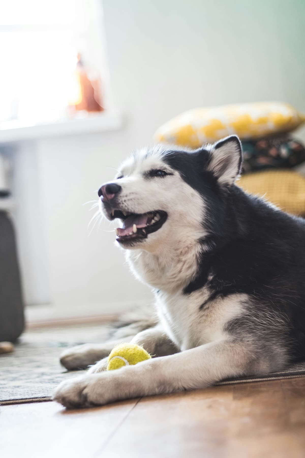 Husky resting indoors with a tennis ball
