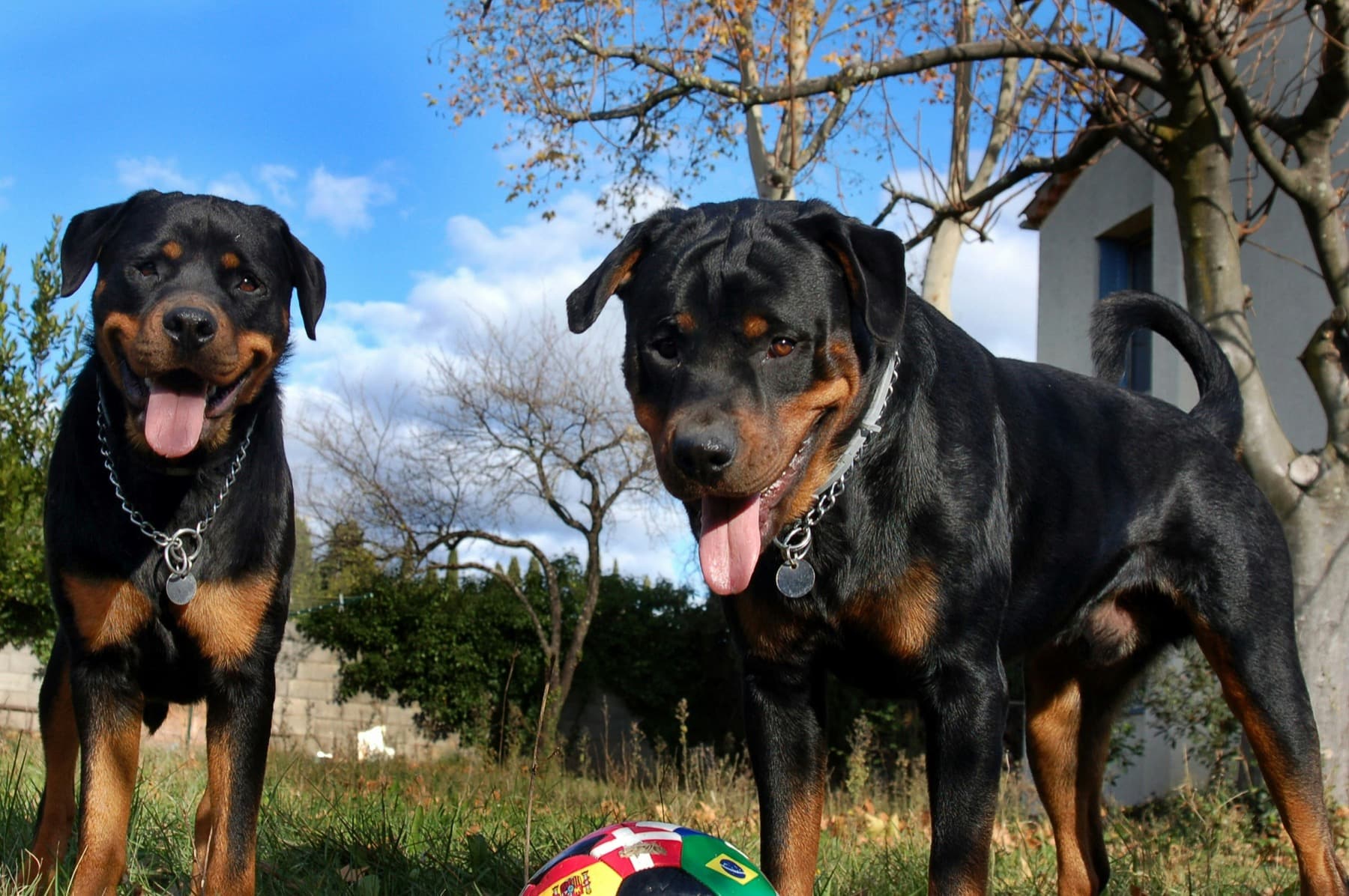 Two rottweilers standing in a yard