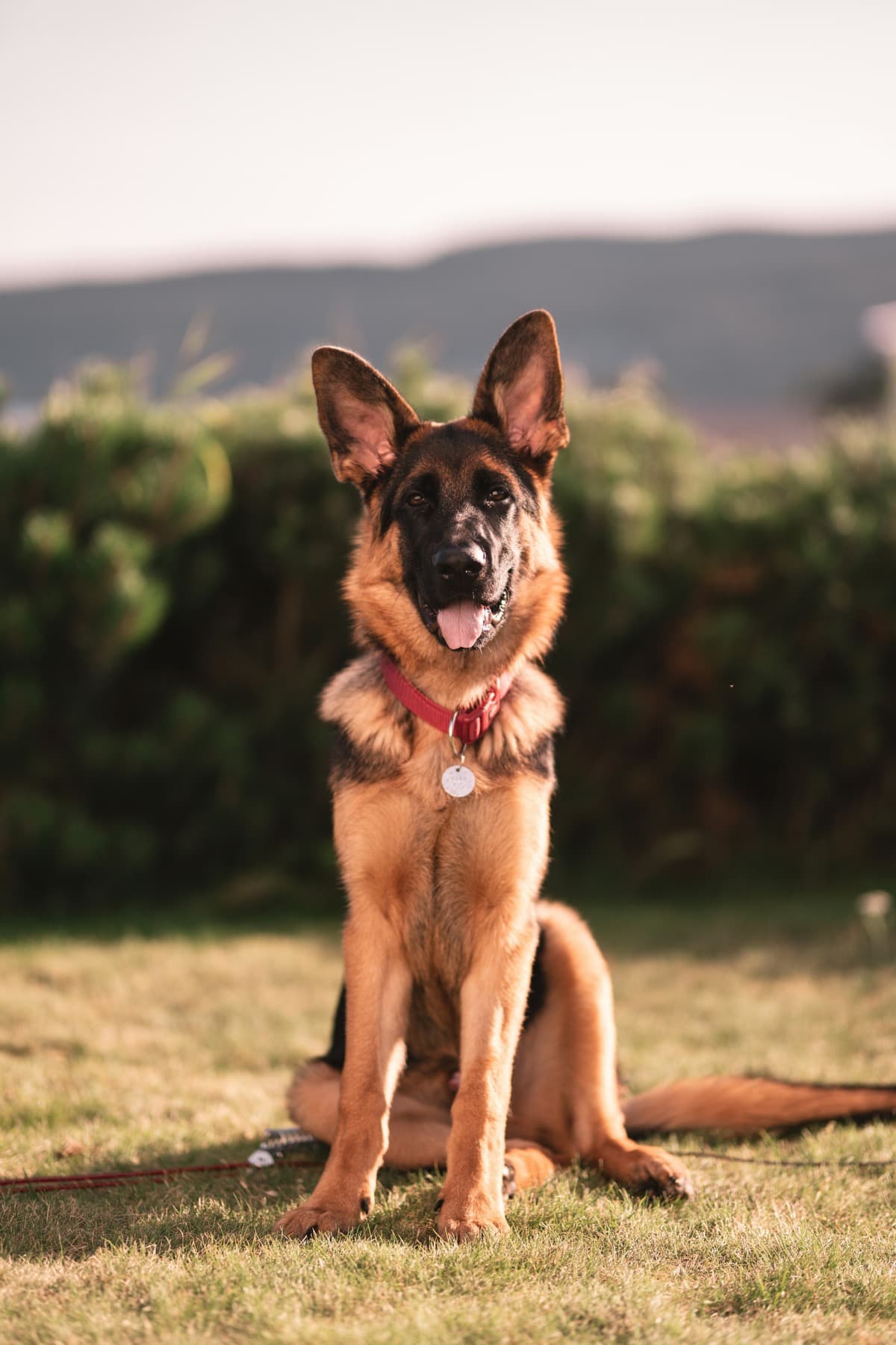 German shepherd sitting in a grassy yard